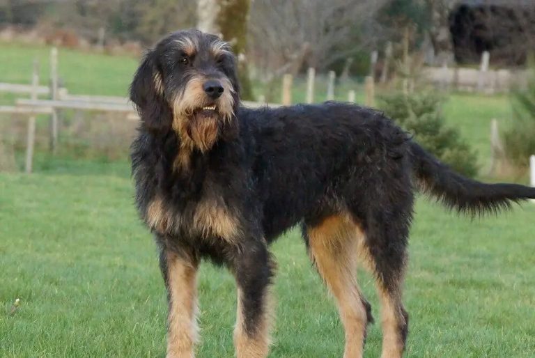 Bouteille De Whisky En Forme De Chien De Chasse, Carafe À Whisky En