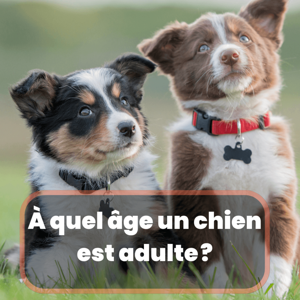 Chien de Télé Z : Quelle est sa race et son nom? - Chien Conseils