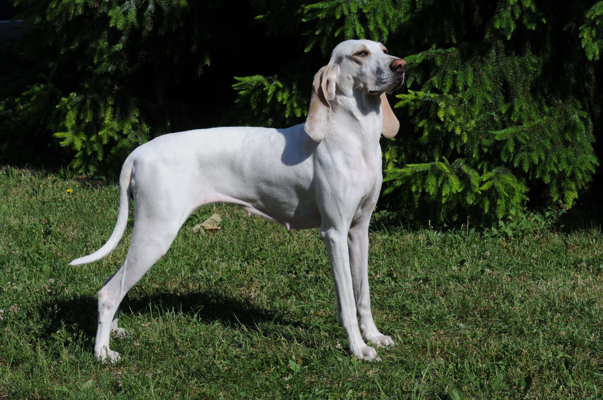 Les 10 meilleurs chiens pour la chasse au sanglier - Chien Conseils