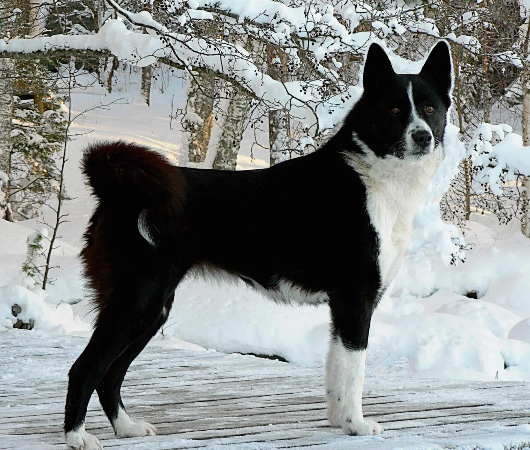 Les 10 meilleurs chiens pour la chasse au sanglier Chien Conseils