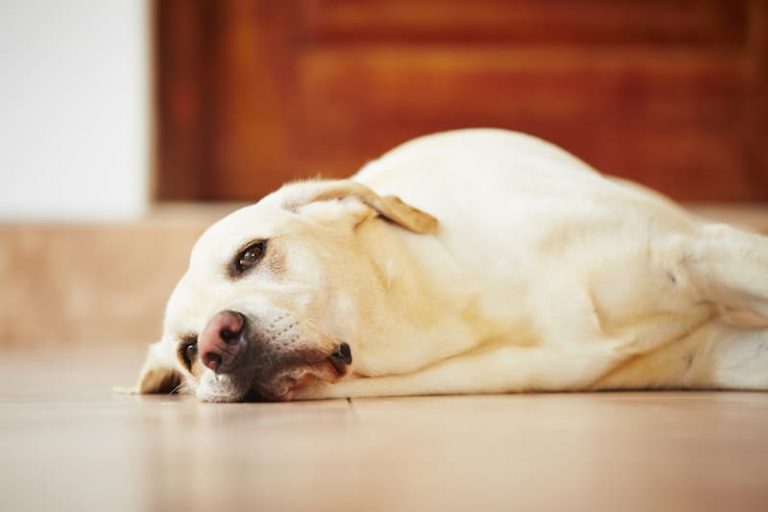 15 Signes qui montrent que votre chien est en fin de vie Chien Conseils