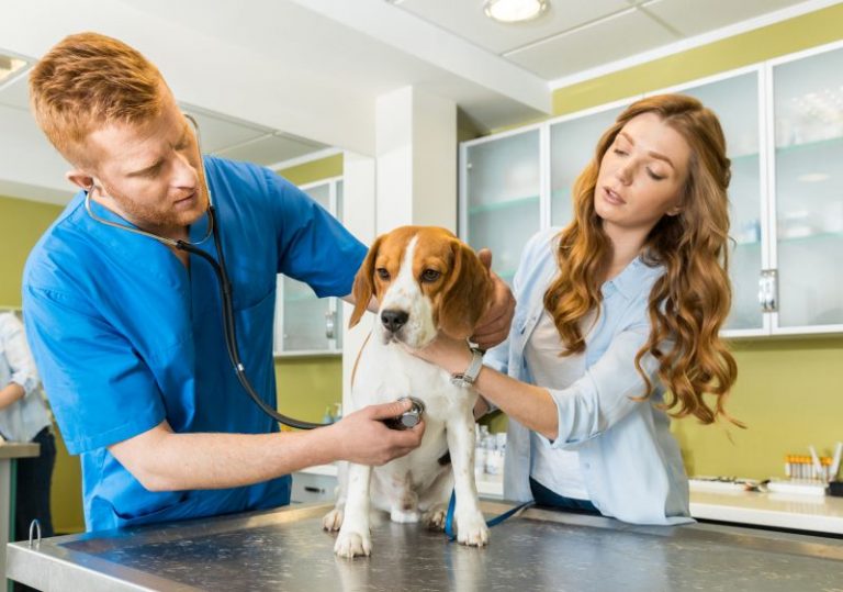 Pourquoi mon chien vomit de la mousse blanche ? Chien Conseils