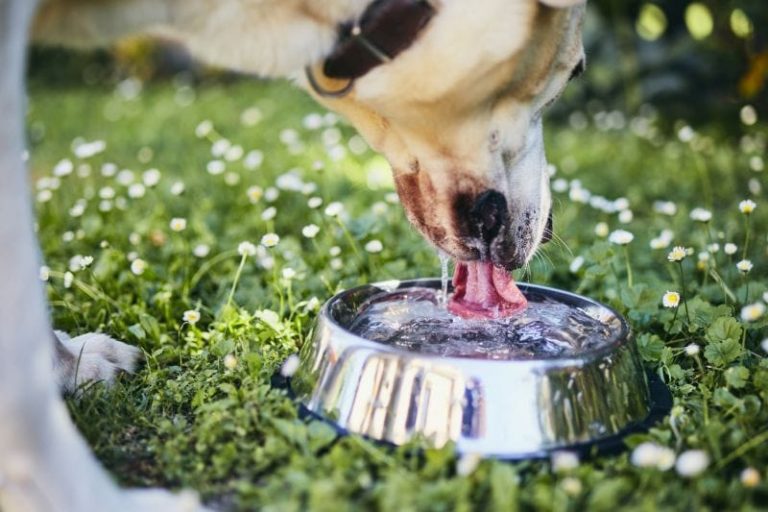 Pourquoi mon chien vomit de la mousse blanche ? Chien Conseils