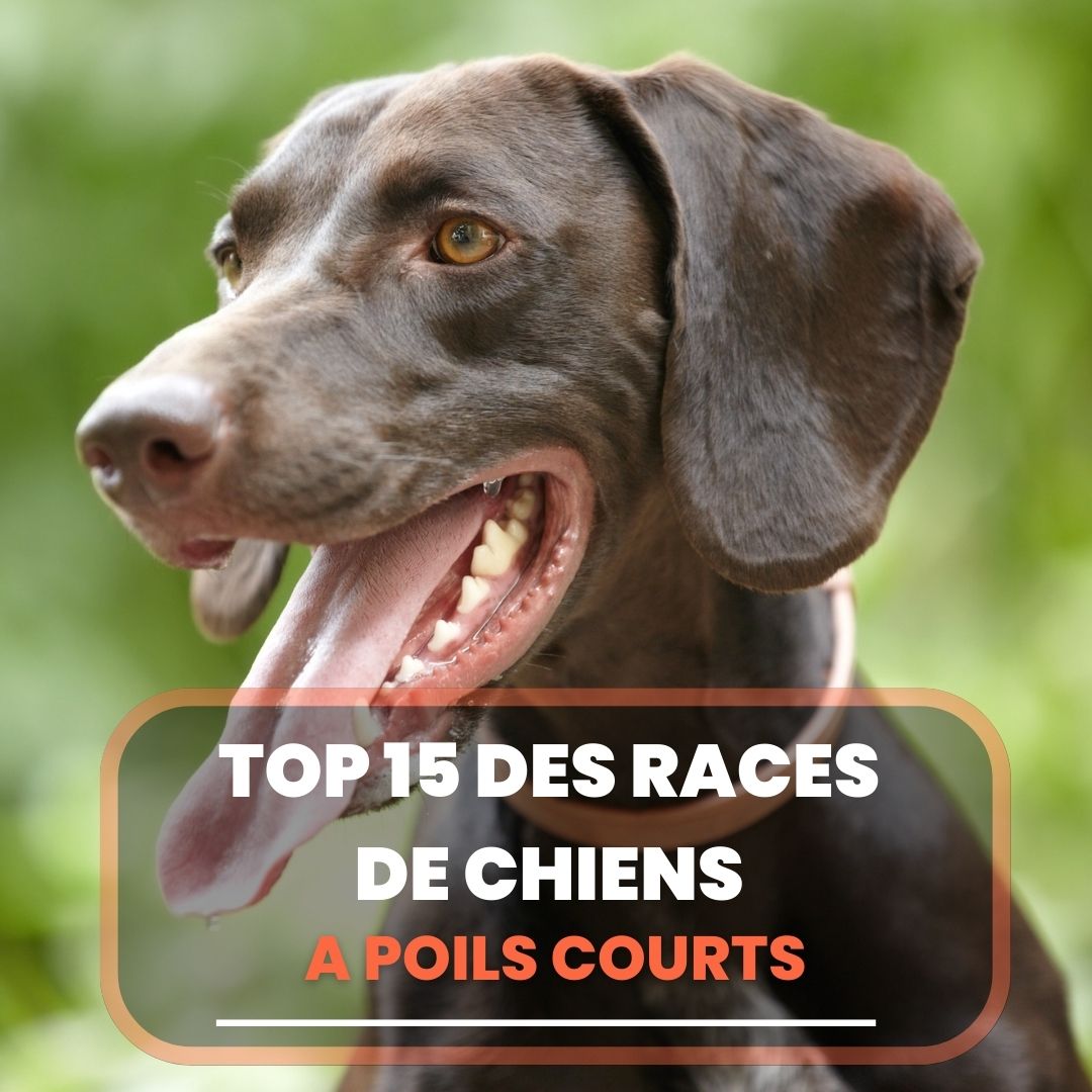 TOP 15 Des Races De Chiens Poils Courts Chien Conseils TOP 15 Des Races De Chiens Poils Courts Chien Conseils
