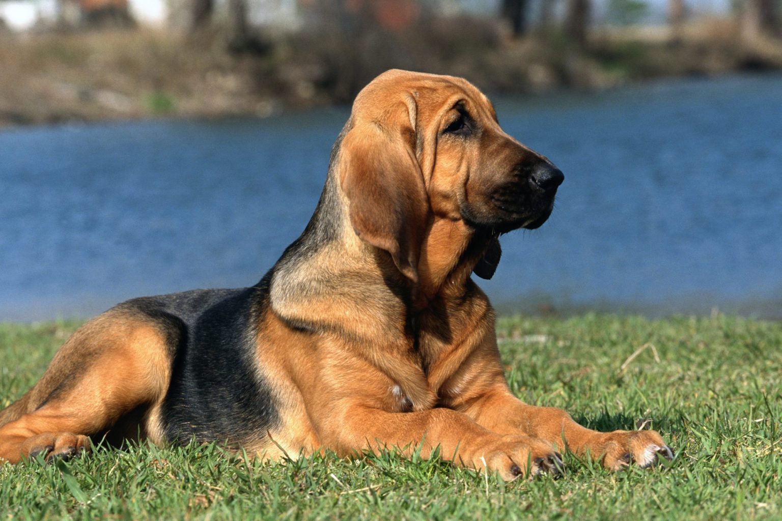 14 Races de Chiens aux Oreilles Tombantes Chien Conseils