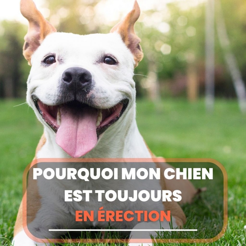 15 Signes qui montrent que votre chien est en fin de vie Chien Conseils
