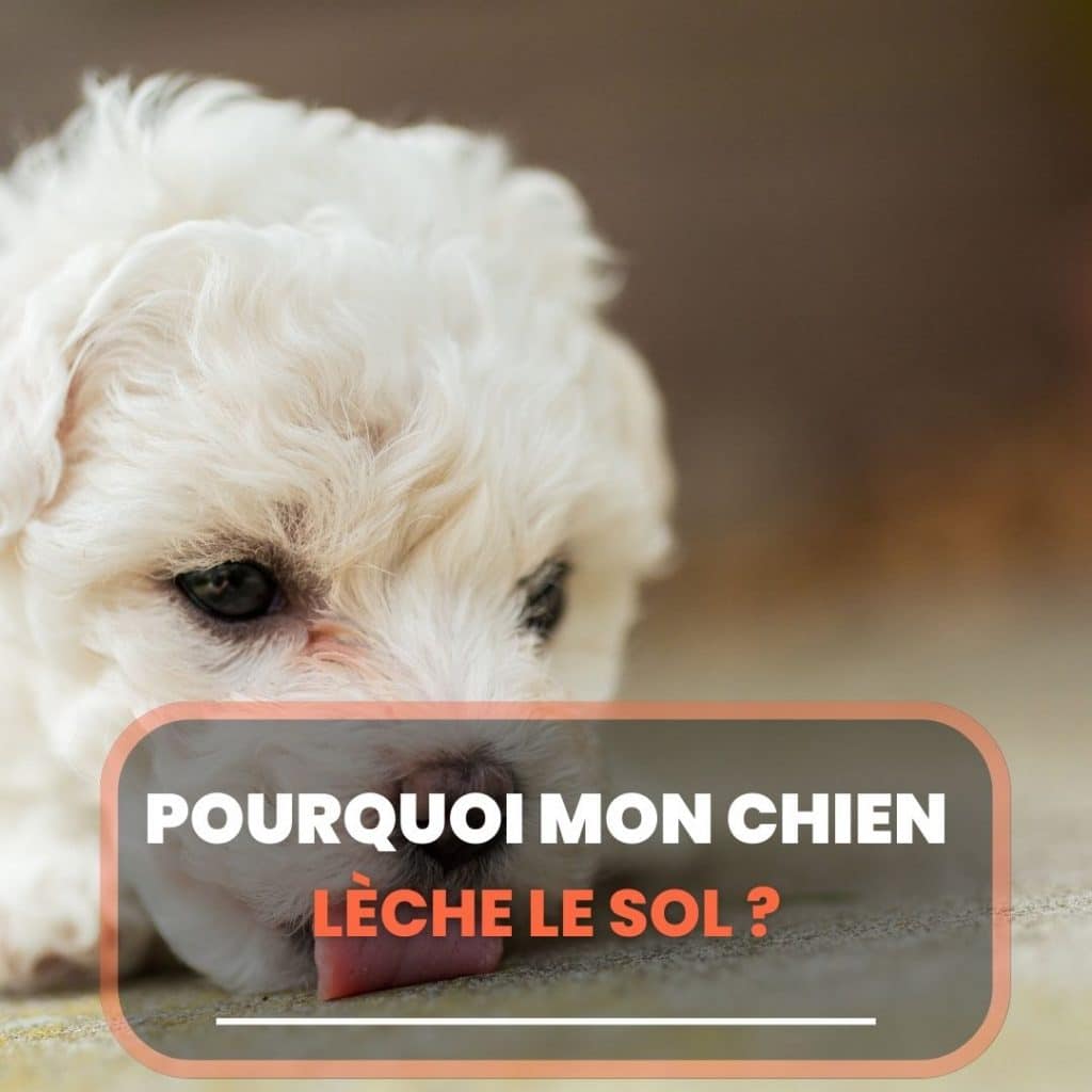 Les Chaleurs Chez la Chienne Tout ce qu