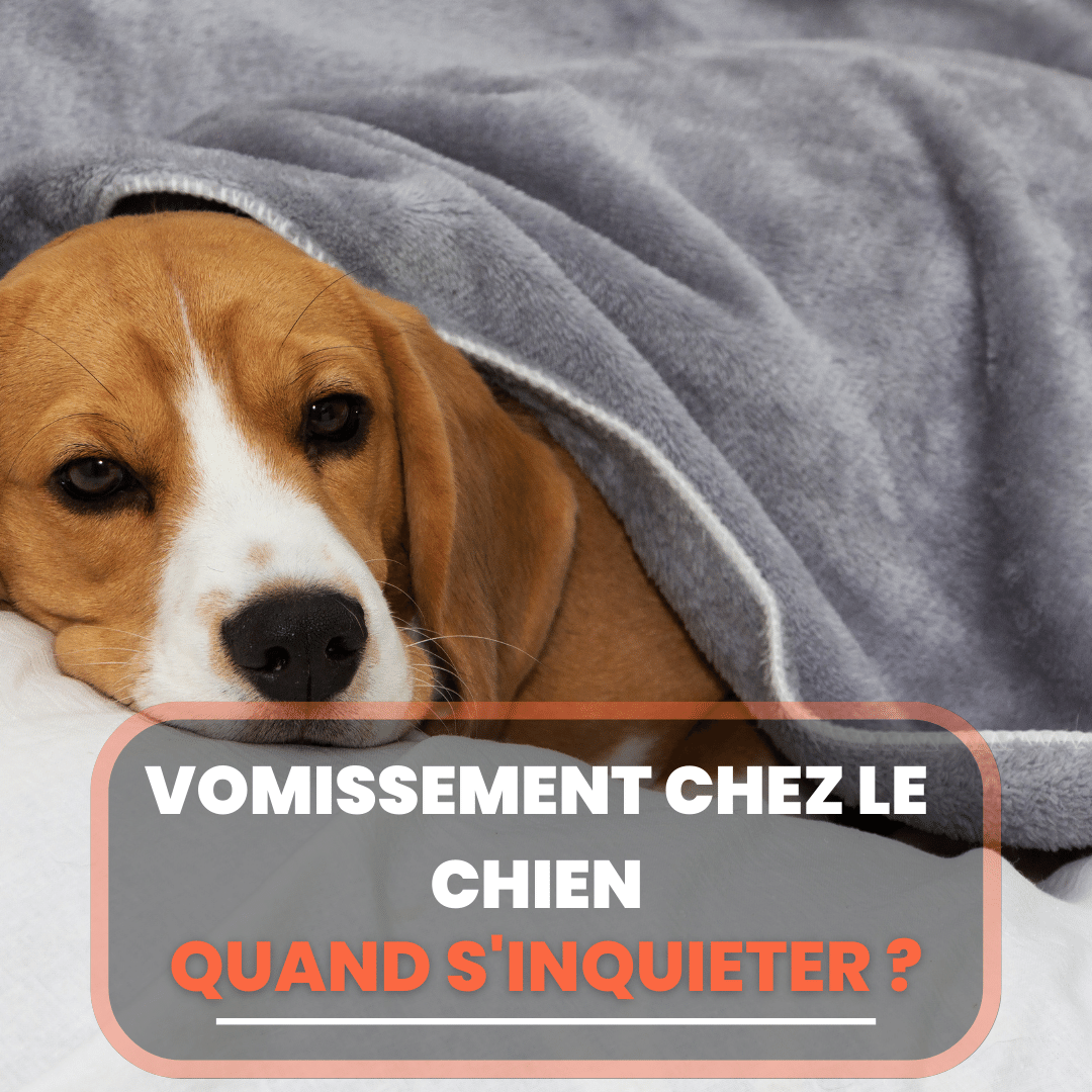 Saarloos Le Chien loup Fascinant Caract re Budget Et Long vit Saarloos Le Chien loup Fascinant Caract re Budget Et Long vit