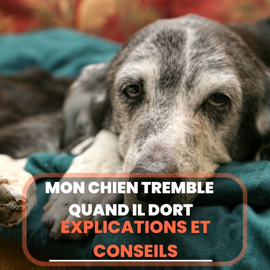 Mon chien tremble quand il dort explications et conseils