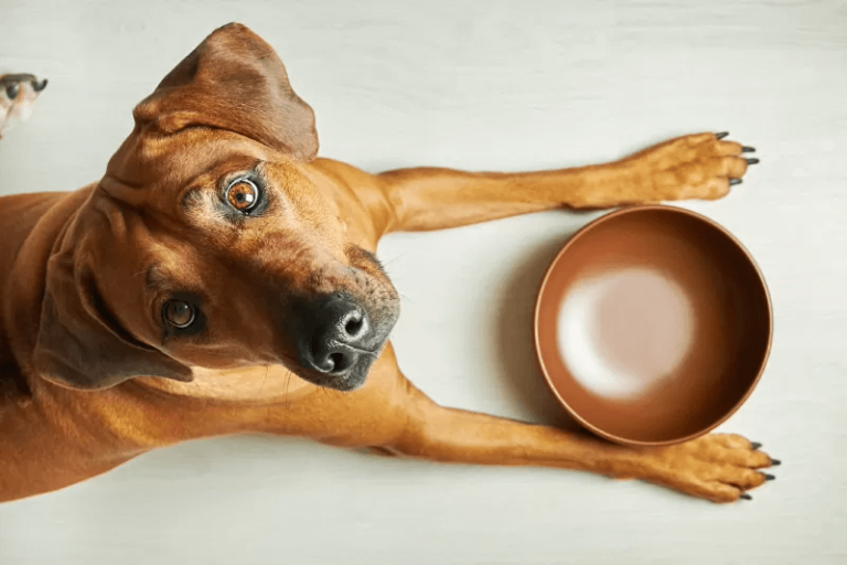 Mon chien a le ventre qui gargouille mais ne mange pas