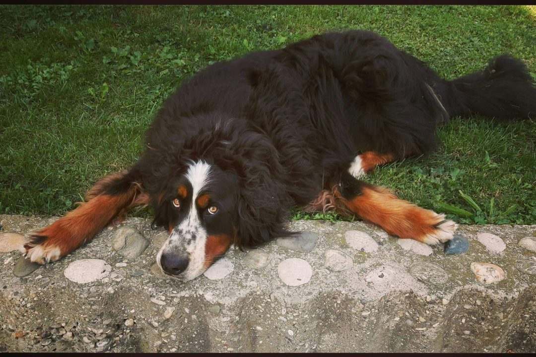 peur chez le chien