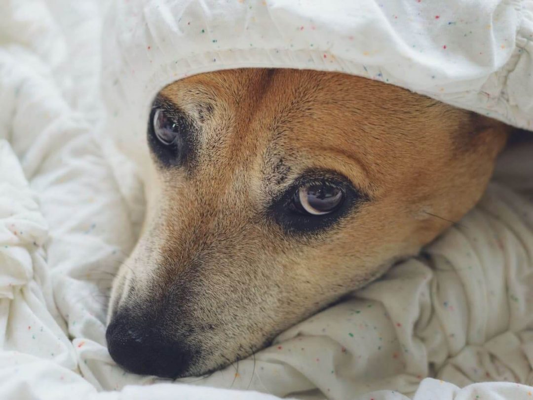 chien qui a peur