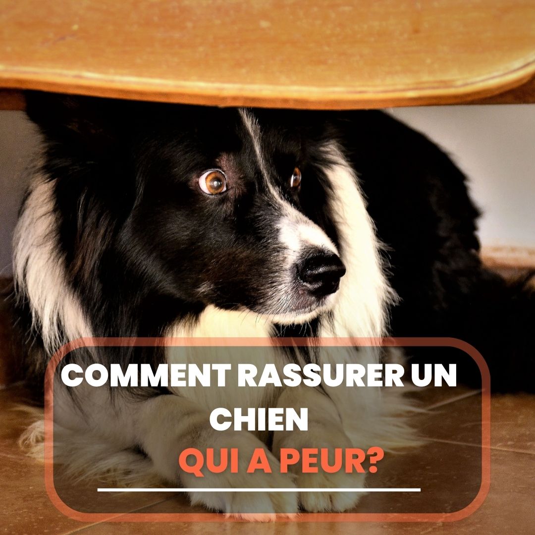 Saarloos Le Chien loup Fascinant Caract re Budget Et Long vit Saarloos Le Chien loup Fascinant Caract re Budget Et Long vit