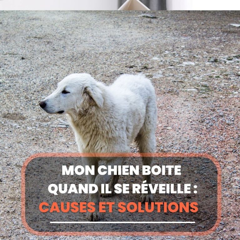Chien Oeil qui coule, Causes et Traitements