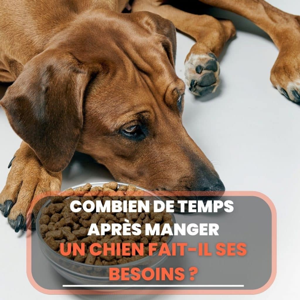 Chien Oeil qui coule, Causes et Traitements