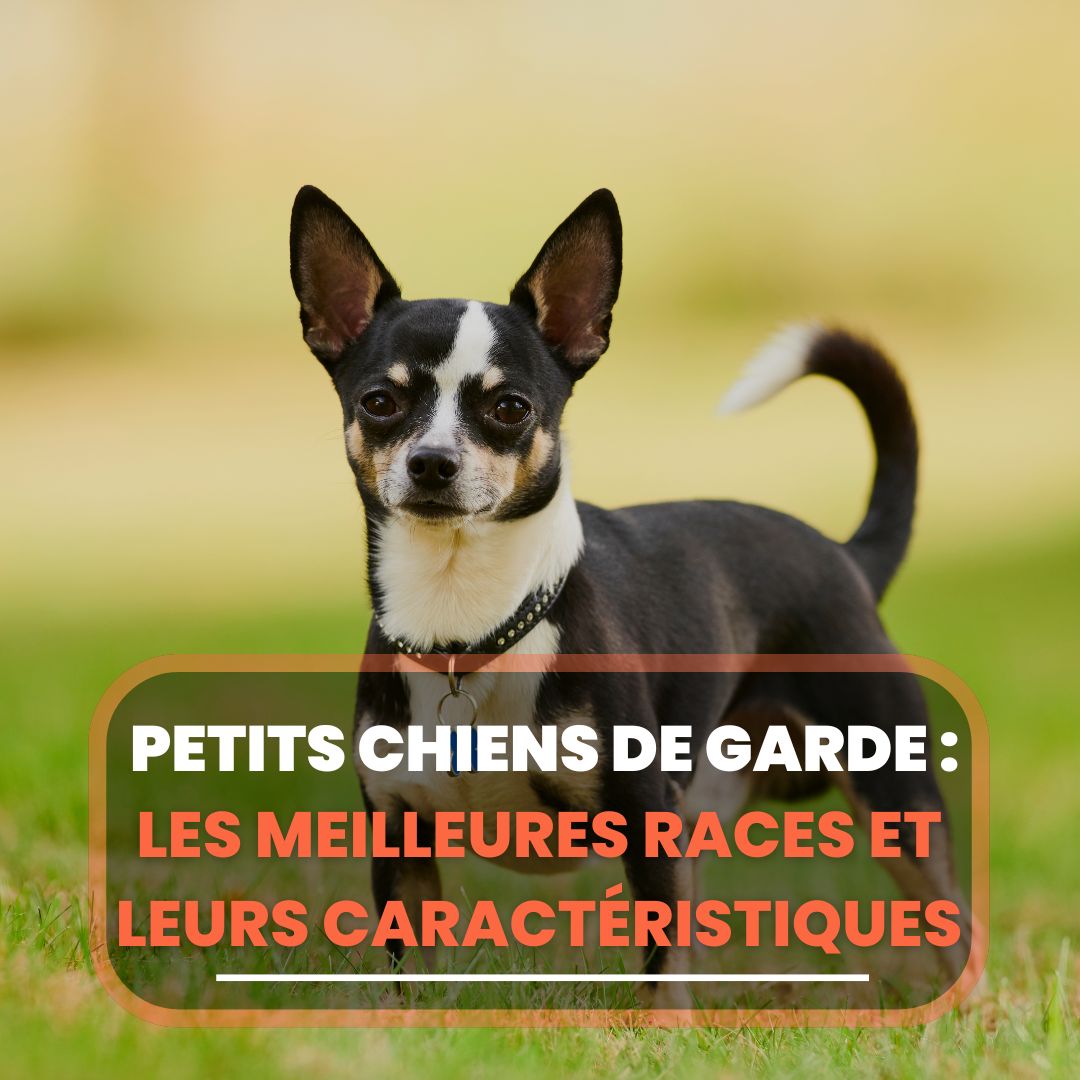Petits Chiens De Garde Les Meilleures Races Et Leurs Caract ristiques 