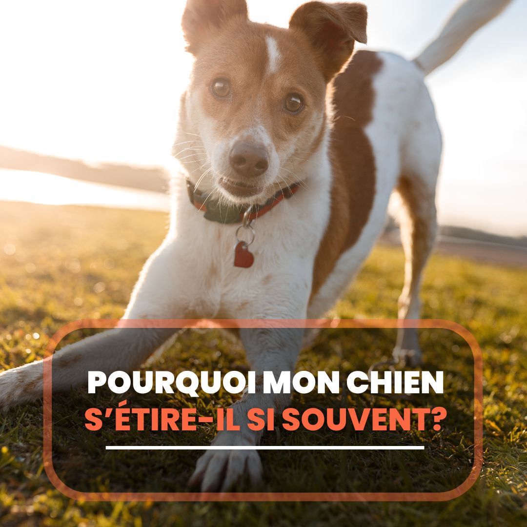 Les Chaleurs Chez la Chienne Tout ce qu