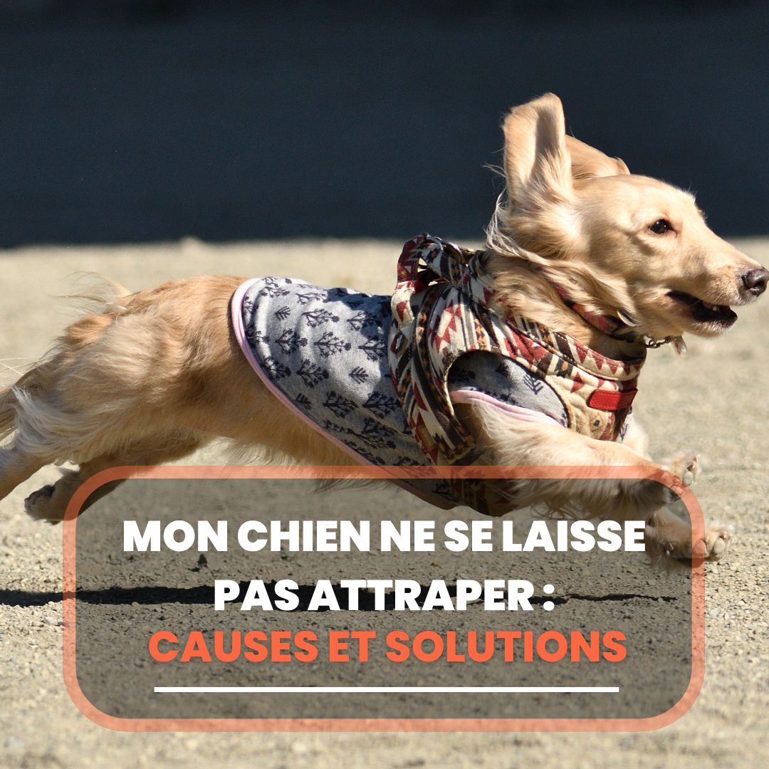 Mon chien devient fou quand il voit un autre chien Causes et solutions Chien Conseils