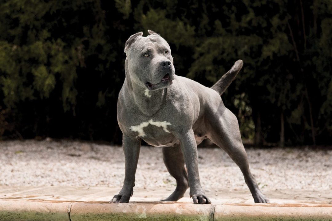 American Bully XXL Caract ristiques Origine Caract re Soin Et Prix American Bully XXL Caract ristiques Origine Caract re Soin Et Prix