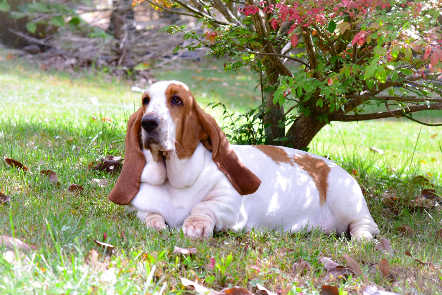 Chien de Télé Z : Quelle est sa race et son nom? - Chien Conseils