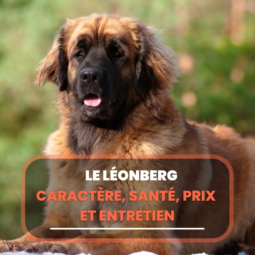 Le L onberg Caract re Sant Prix Et Entretien Chien Conseils Le L onberg Caract re Sant Prix Et Entretien Chien Conseils