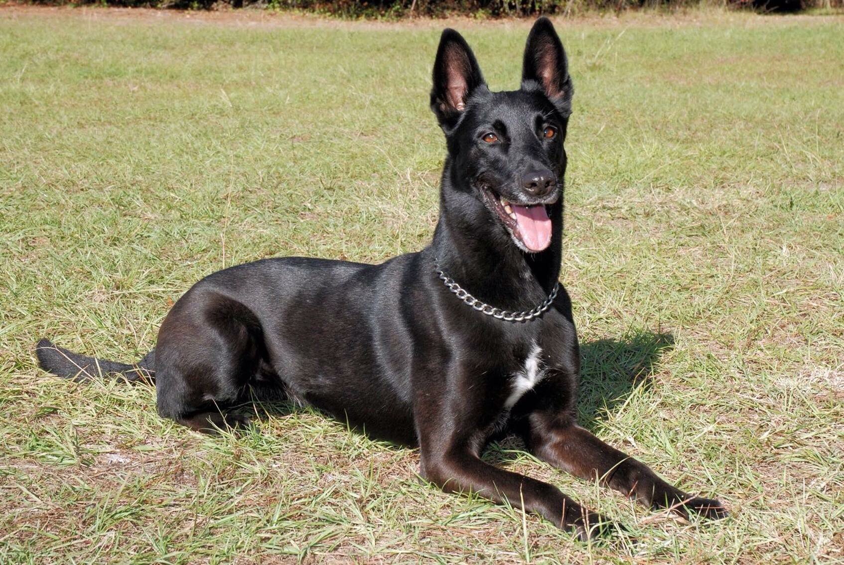Sweat à Capuche Chien Malinois Belge – Eat Sleep Malinois Repeat – Idéal Pour Propriétaires Passionnés