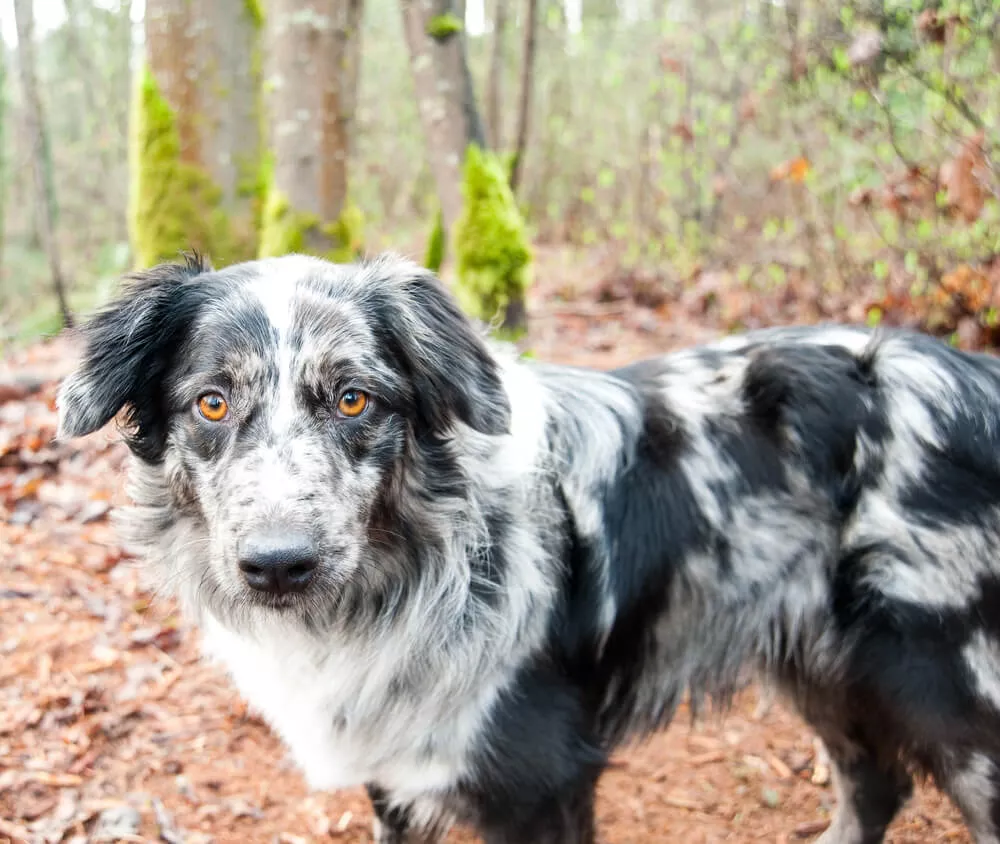 chien de berger noir et blanc