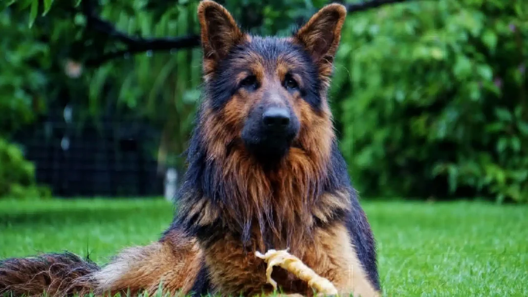 Altdeutsch Schäferhund