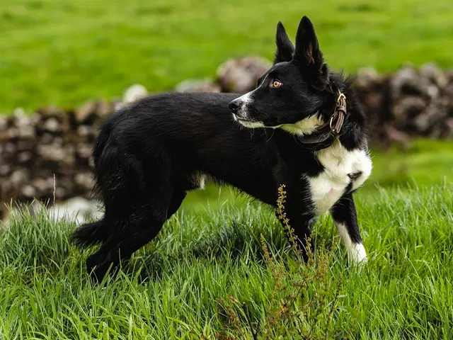 chien de berger noir et blanc