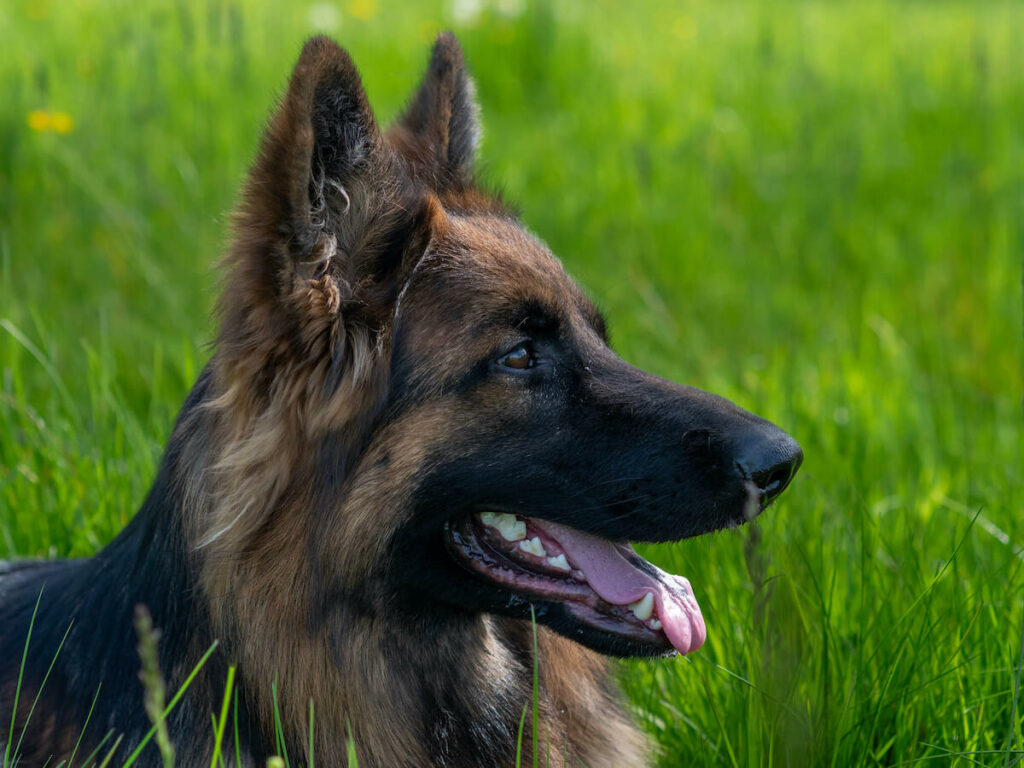 Altdeutsch Schäferhund