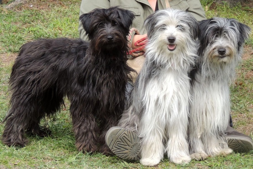 chien de berger noir et blanc