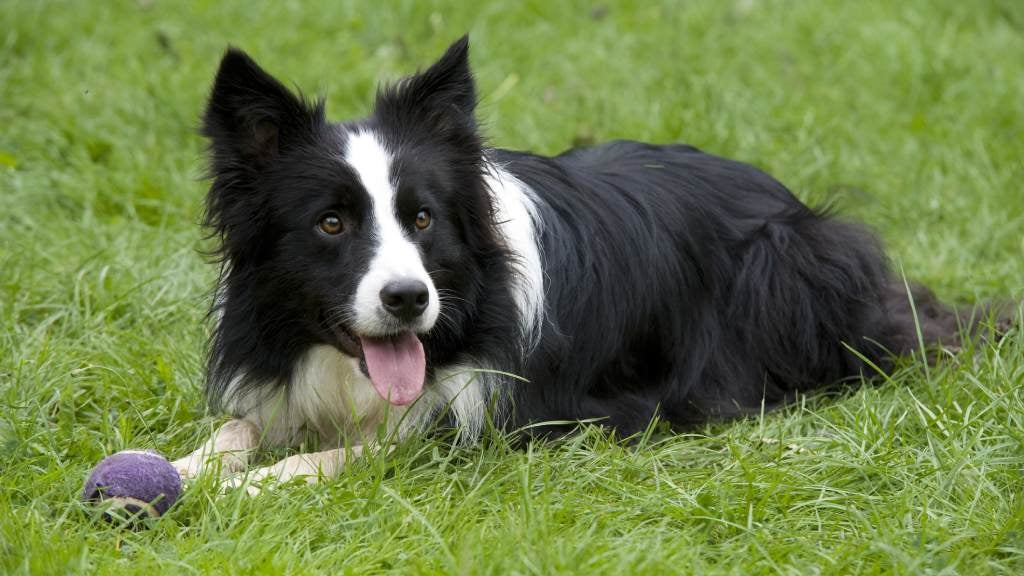chien de berger noir et blanc