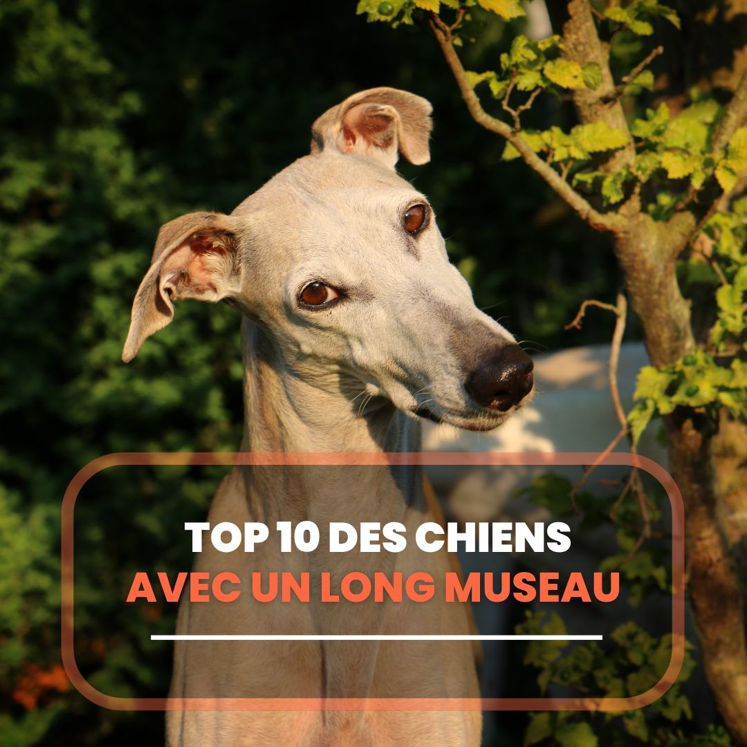chien long museau