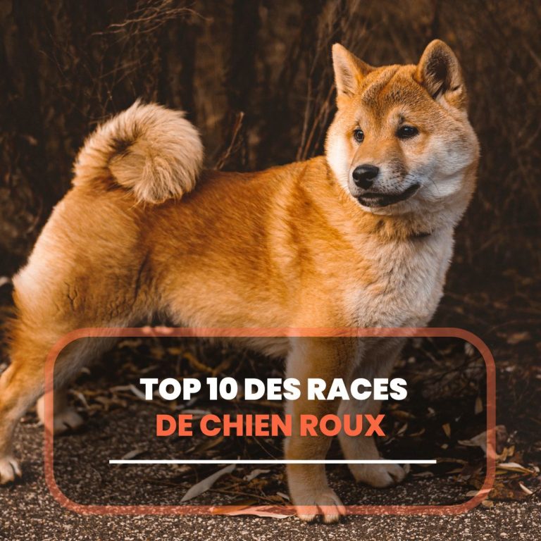 Petits Chiens De Garde Les Meilleures Races Et Leurs Caract ristiques 