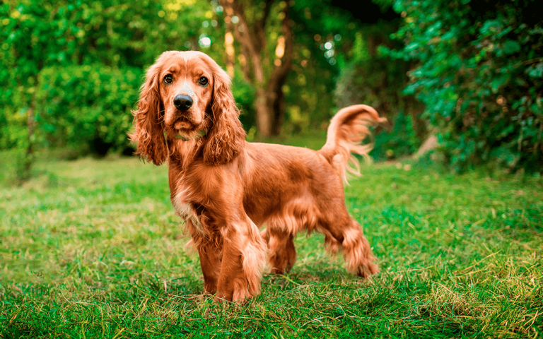 Top 10 des Races de Chien Roux - Chien Conseils