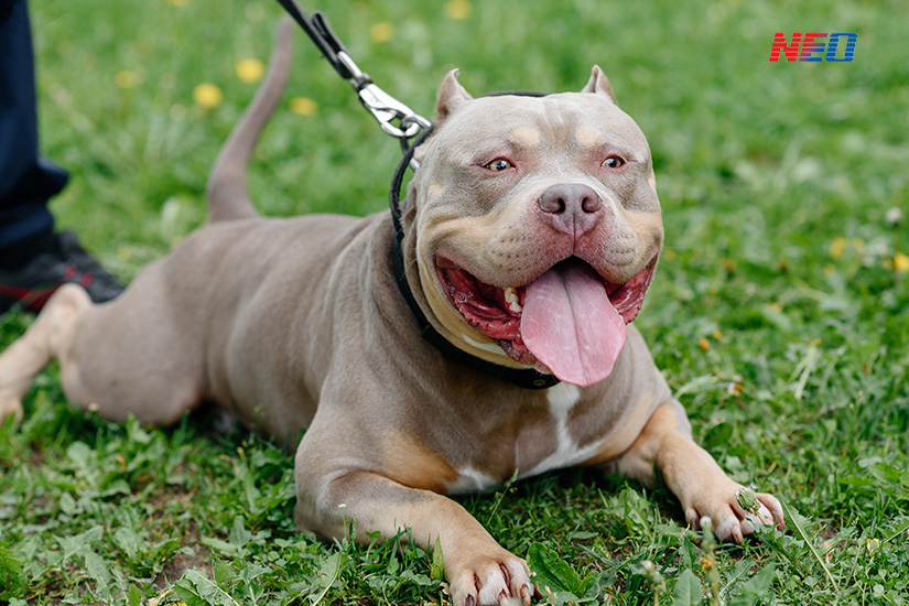 erreurs à eviter american bully