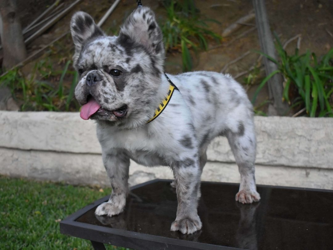 bouldogue fluffy