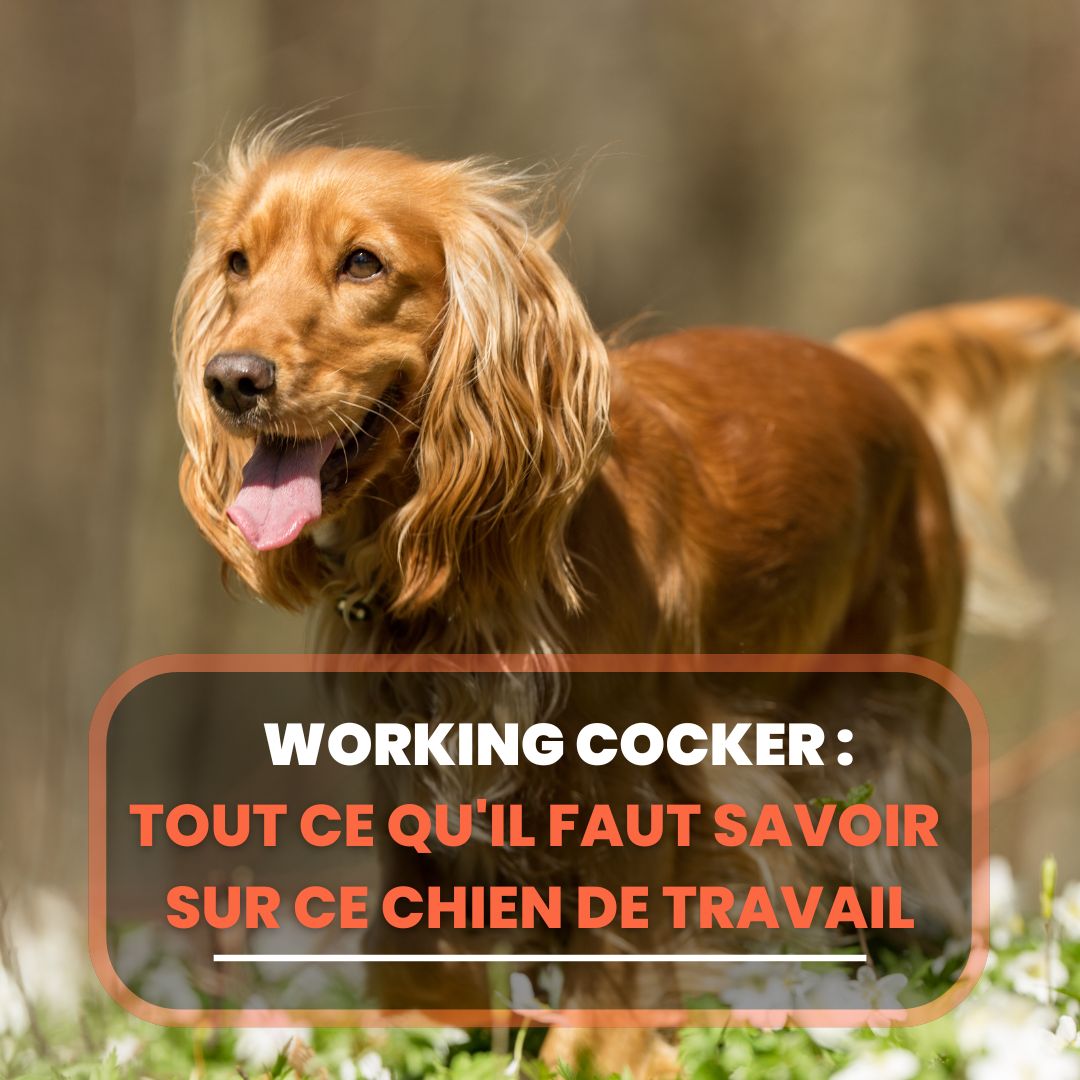 D couvrez Le Cocker Guide De La Race D couvrez Le Cocker Guide De La Race