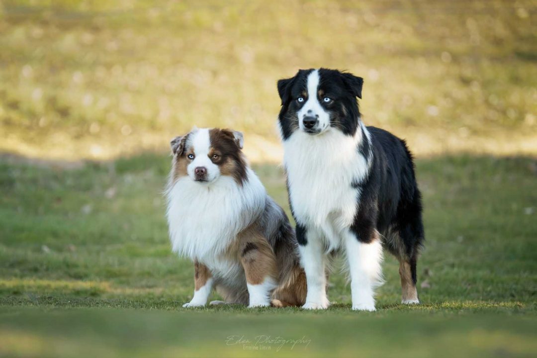 berger américain adulte