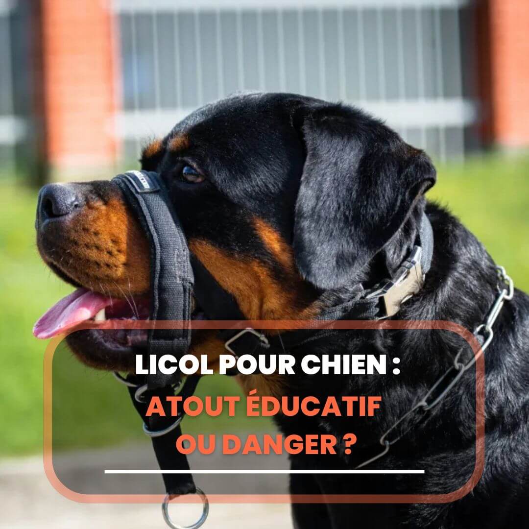 chien licol