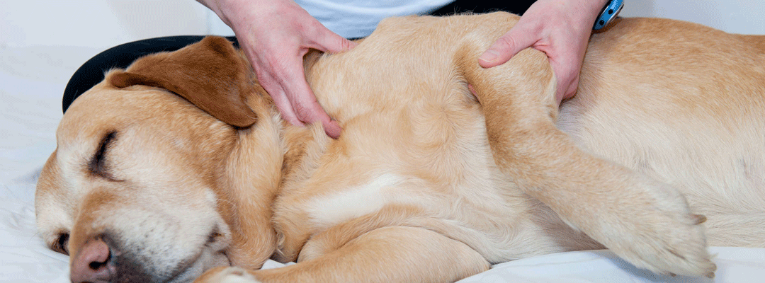 shiatsu pour chien