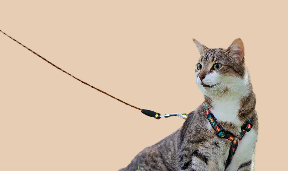 comment bien mettre un harnais à un chat
