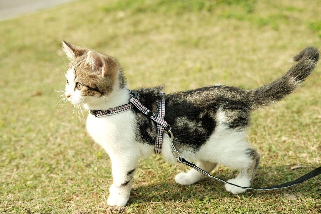 comment mettre un harnais à un chat
