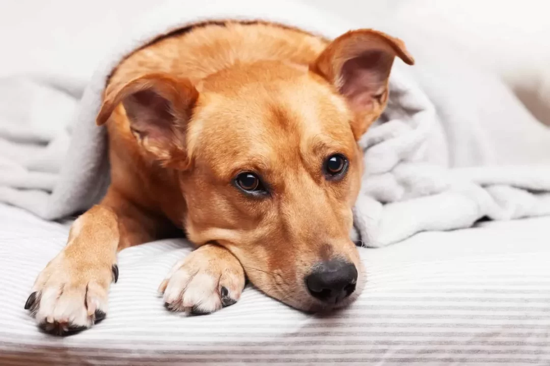 gastrite chez le chien