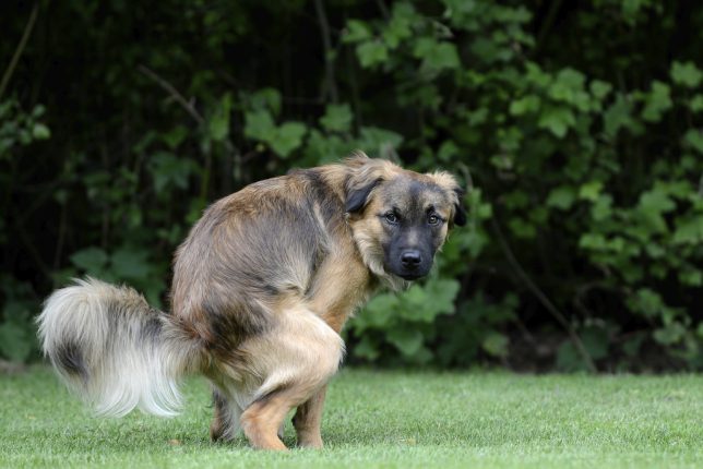 sang dans les selles chien