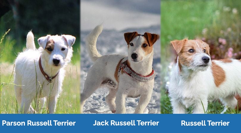 parson russell terrier a jack russell terrier