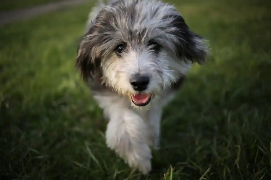 Mini Aussiedoodle caractère