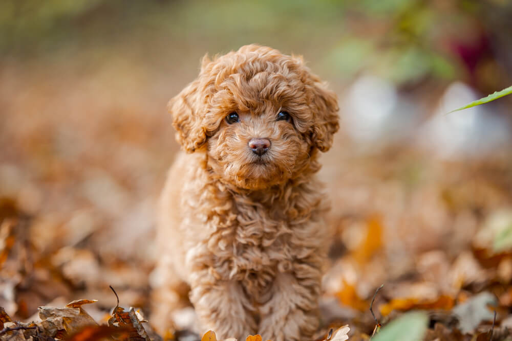 Mini Aussiedoodle