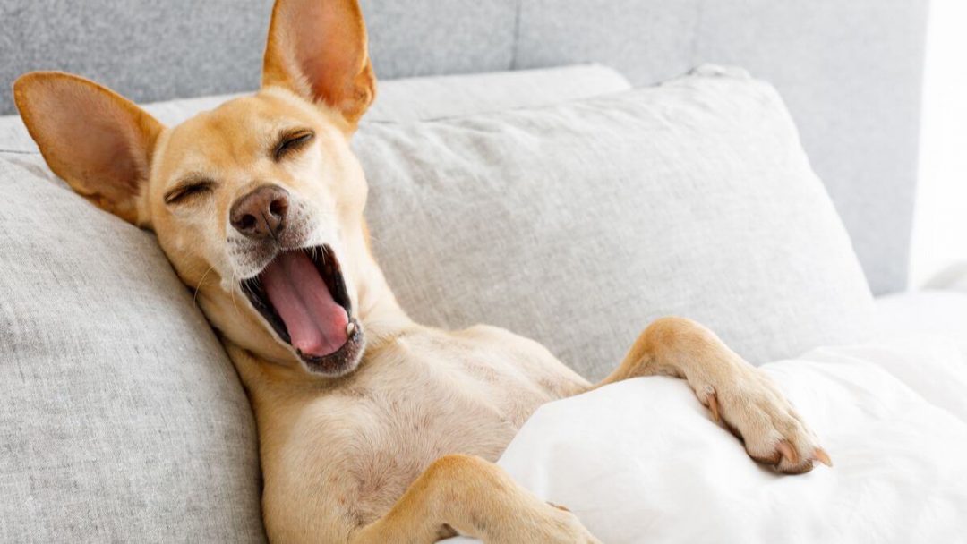 baillement chien