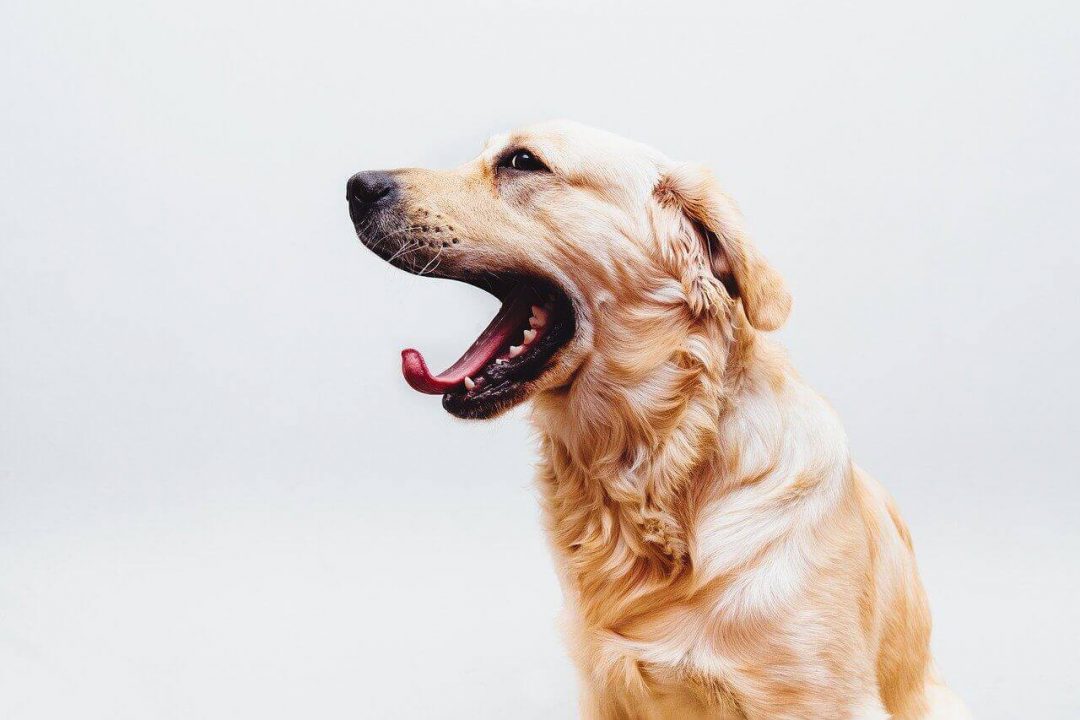 baillement chien